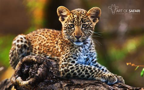 Small Leopard